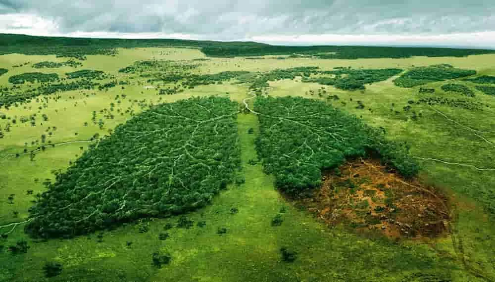 El impacto del cambio climático en la agricultura y la seguridad alimentaria.