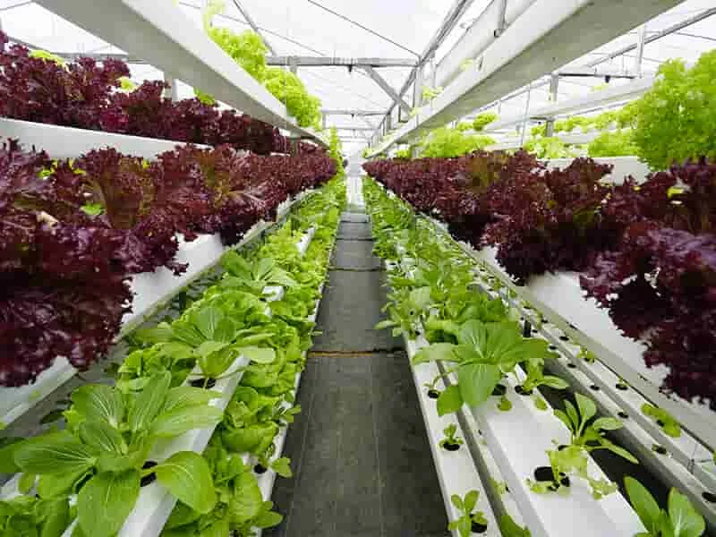La revolución de la agricultura vertical y su contribución a la sostenibilidad urbana.