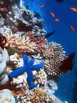 Los desafíos de la conservación marina y la protección de los océanos.