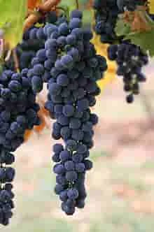 Los secretos de la vinicultura y las tendencias en el mundo del vino.